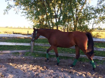 Cheval dans enclos