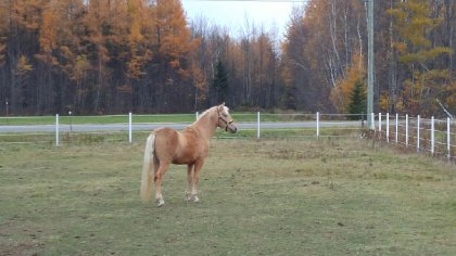 Cheval dans enclos