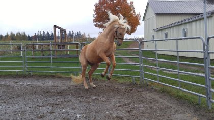 Cheval dans enclos