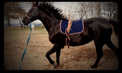 Beau photoshoot aujourd'hui avec un petit galop bien relax