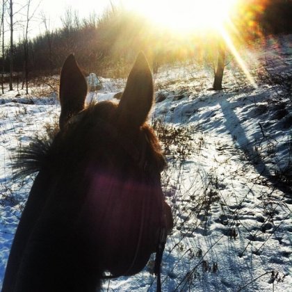 Tête d'un cheval en hiver
