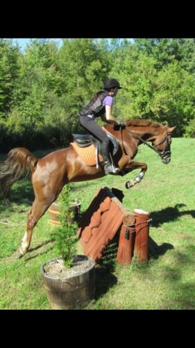 Un cheval saute un obstacle