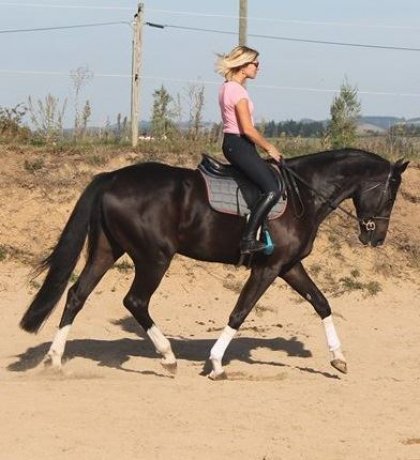 Don diègo et marie en dressage 