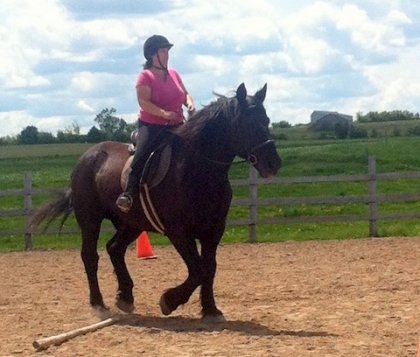 1 an de travail avec mon nerveux percheron Nike