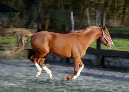 Cheval au galop
