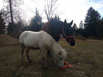 Poney et cheval mangent des carottes