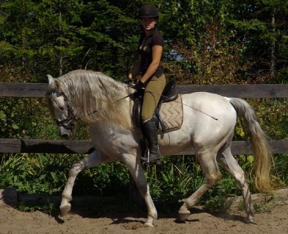 Cavalière sur un cheval blanc