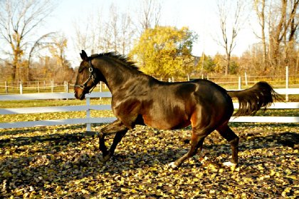 Cheval au galop en automne