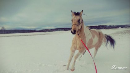 Cheval excité par la neige