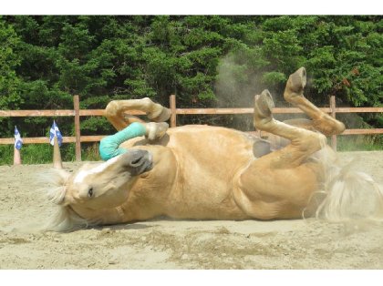 Cheval qui se roule sur le dos