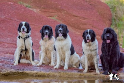 5 chiens