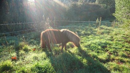 Poney dans un enclos