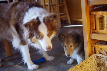 Westcott, notre nouveau chiot de race Colley, avec Tyrap notre...