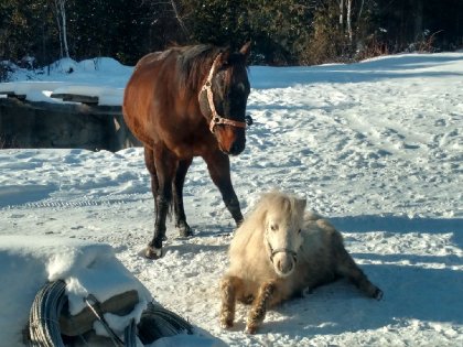 Poney blanc couché dans la neige pres d'un autre cheval