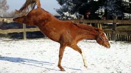 Horizon en pleine forme !