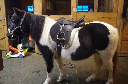 Mon gros poney poilu!