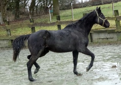 Le beau Max