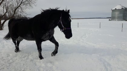 Mon gros Jack-son