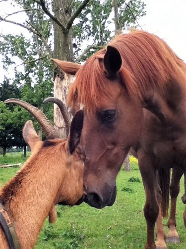 Cheval et chèvre