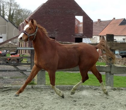 il devient un magnifique cheval, 4 ans en mai