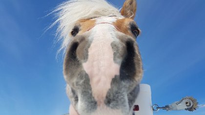 Clown de poney