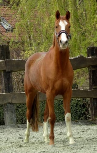photo par Myhorsez
