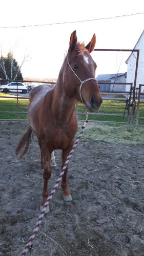 Petit poney devenu grand &#128525;