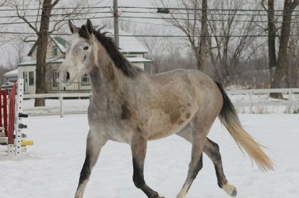 pouliche de 3 ans holsteiner