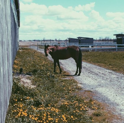 grand cheval attendant