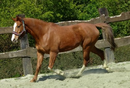 photo par Myhorsez
