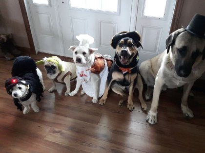 En cette journer grise nous on déguise les chien ...merci chien...
