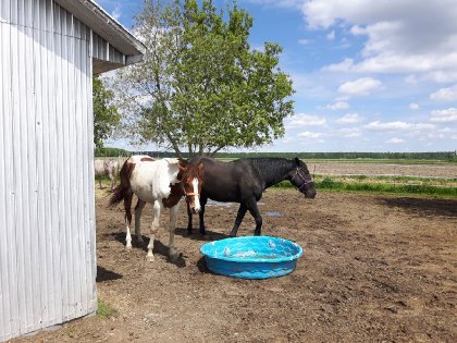 Billy 2 ans 16 main et Jack 18 ans 16.1 main mais deux gros bb...