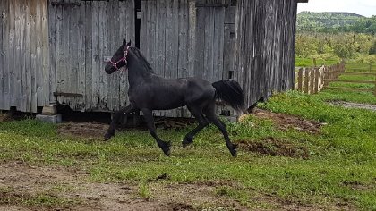 Pouliche frison en mouvement