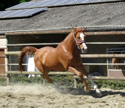photo par Myhorsez