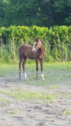 Mon petit Shiraz, 3 mois