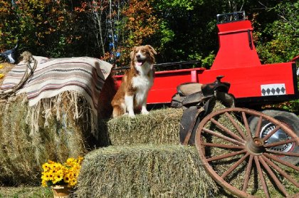 Dixie au camping à cheval