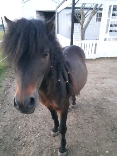 Le plus mimi des poney...mon petit Hugo 