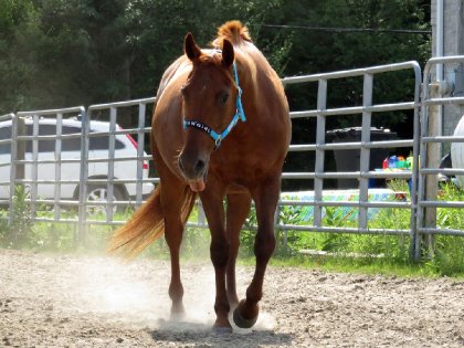 Tout simplement Cowgirl ;) 