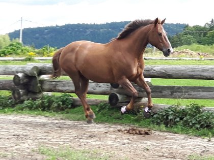 Jument au galop
