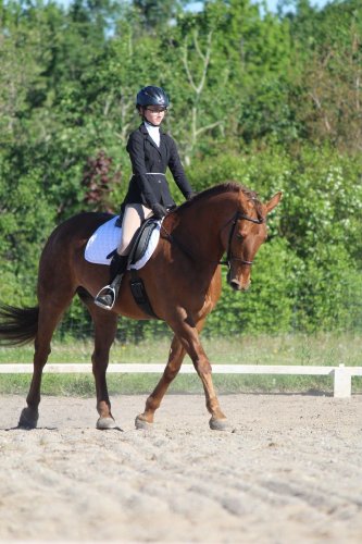 Compétition de dressage 2017