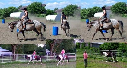 Entraînement de Biou et Mydoo, été 2017. Encore du travail à...