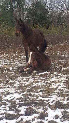 Shiraz et sa maman
