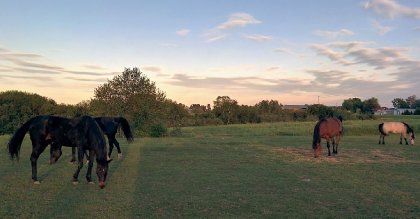 mess chevaux
