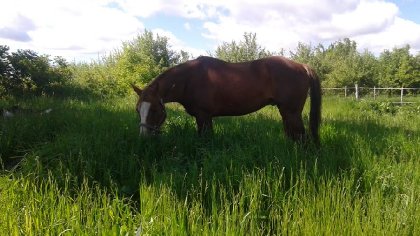 Flame, gelding paint de 12 ans (2017)