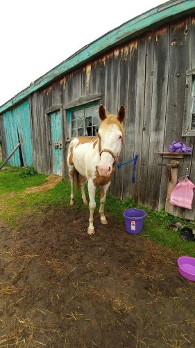 Mon cheval 