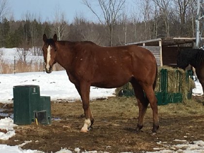 Mon beau rescue Général qui a pris un peu plus de 150 lbs en 5...