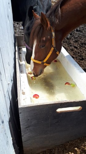 Jeux de la pomme entre chevaux