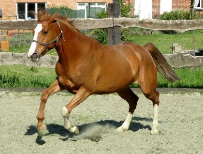 Horizon en pleine forme!
