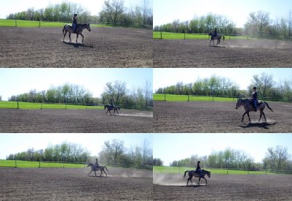 Un beau soleil, une gentille jument, un beau grand ring sec......
