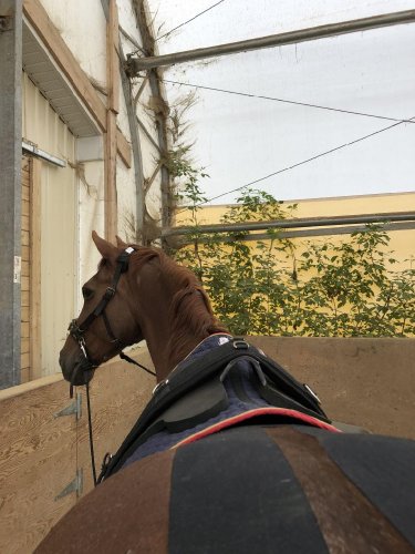 Cheval aux longues rênes